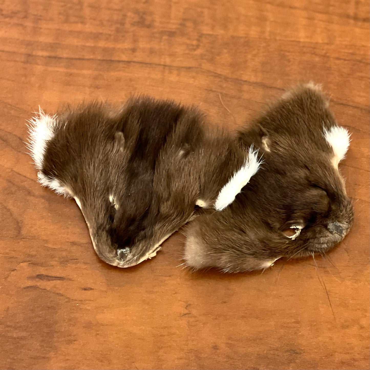 Weasel face fur pelt