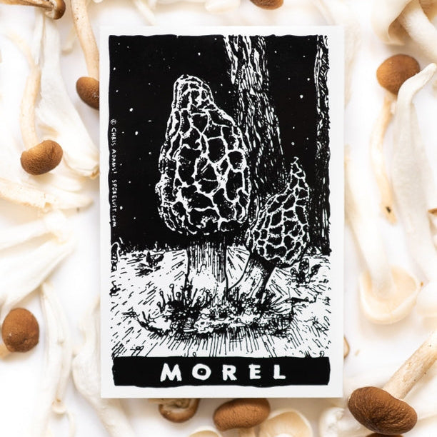 Illustration of a morel mushroom with the word 'Morel' on a background of real mushrooms.