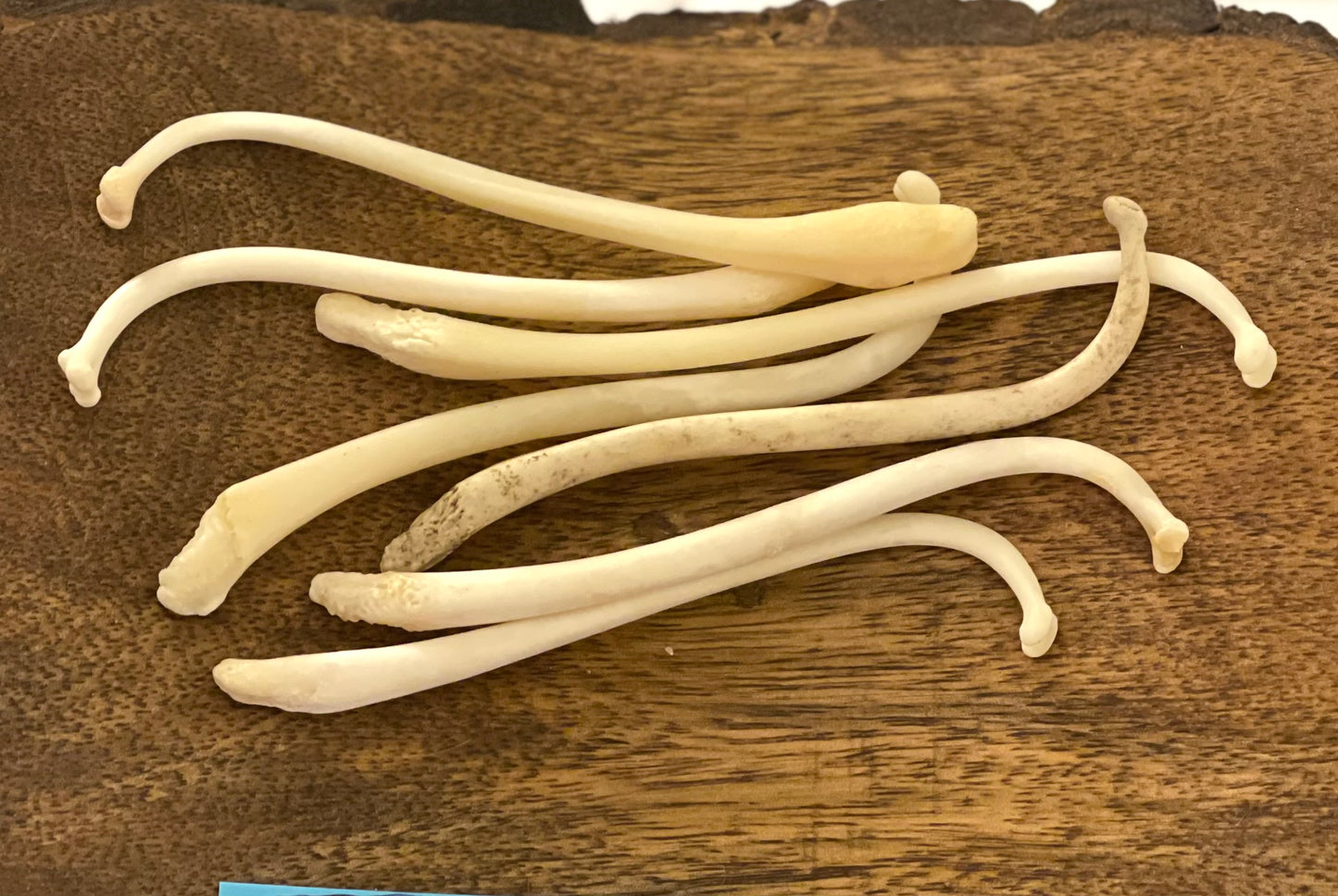 Raccoon baculum bone