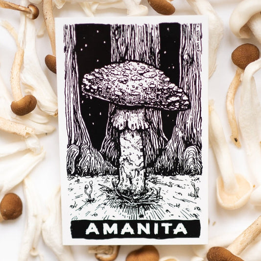 Illustration of an Amanita mushroom on a card surrounded by real mushrooms.