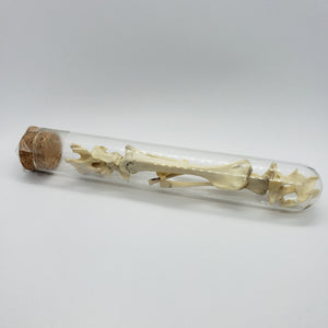 Glass vial of bones