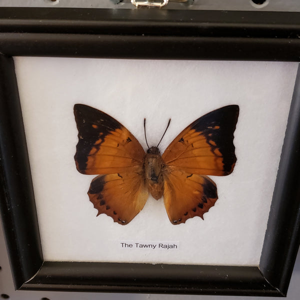 Single Butterfly framed specimen