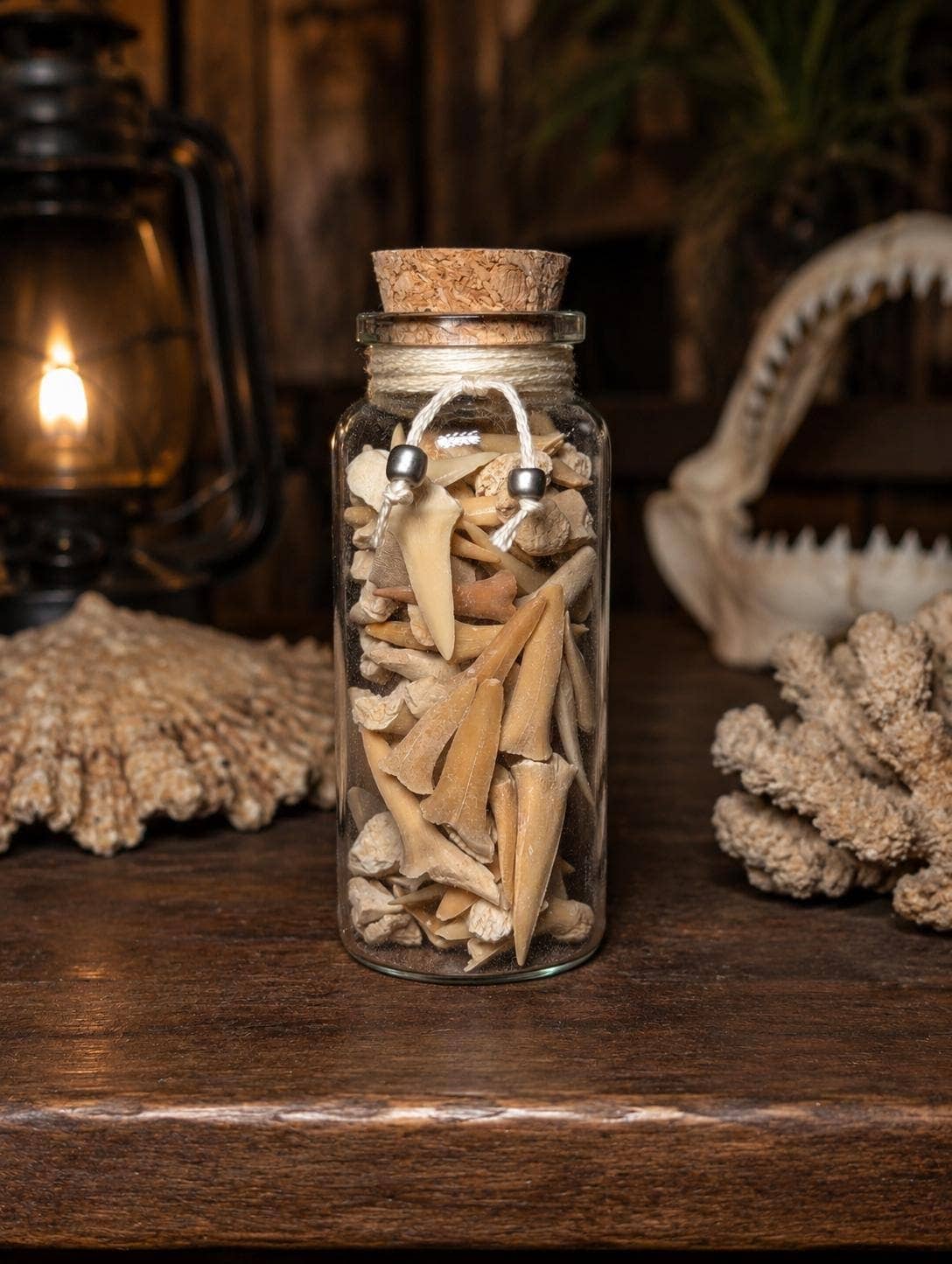 Shark Teeth & Bone Curio Bottle