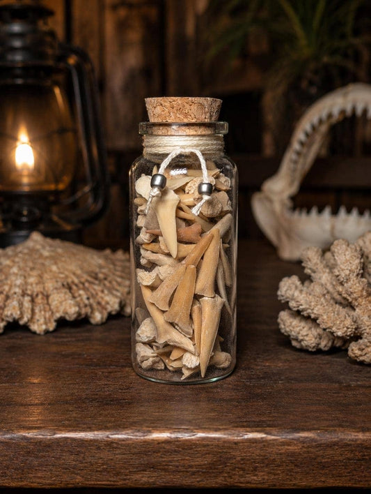 Shark Teeth & Bone Curio Bottle