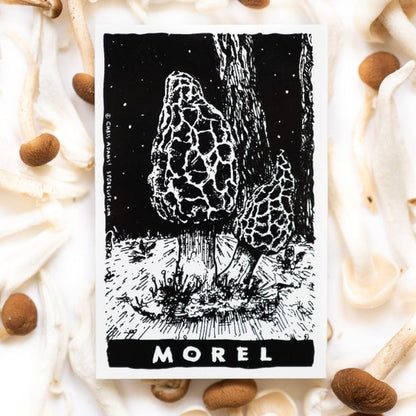 Illustration of a morel mushroom with the word 'Morel' on a background of real mushrooms.
