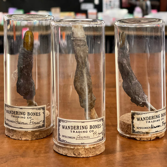 Mummified "Human" finger in glass jar