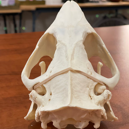 Beaver skull