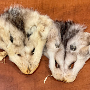 Opossum face fur pelt