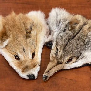 Coyote face fur pelt