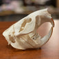 Beaver skull