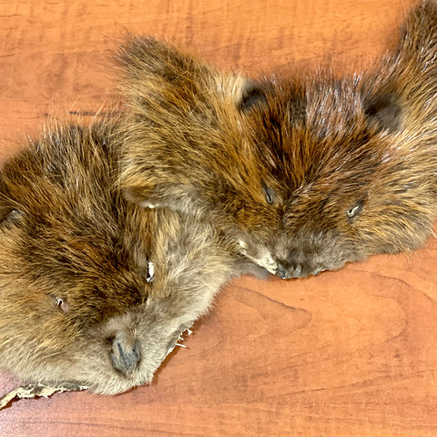 Beaver face fur pelt