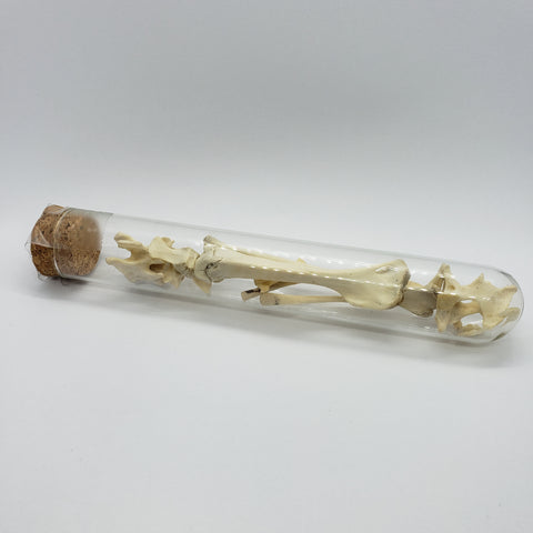 Glass vial of bones