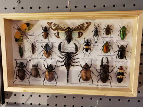 Bug specimen set 14" 19pc.