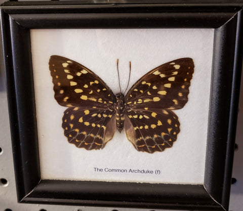 Single Butterfly framed specimen
