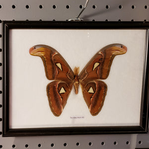 Great Atlas Moth framed specimen