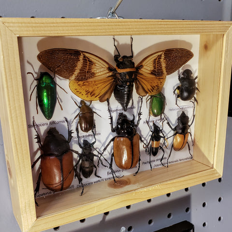 Bug specimen set 8x6 10pc